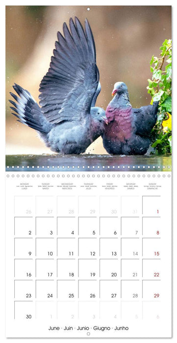 Doves: Gentle Beauty (CALVENDO Monthly Calendar 2025)