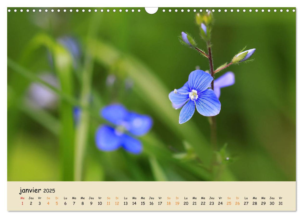 Les spectaculaires fleurs du jardin et d'ailleurs (CALVENDO Calendrier mensuel 2025)