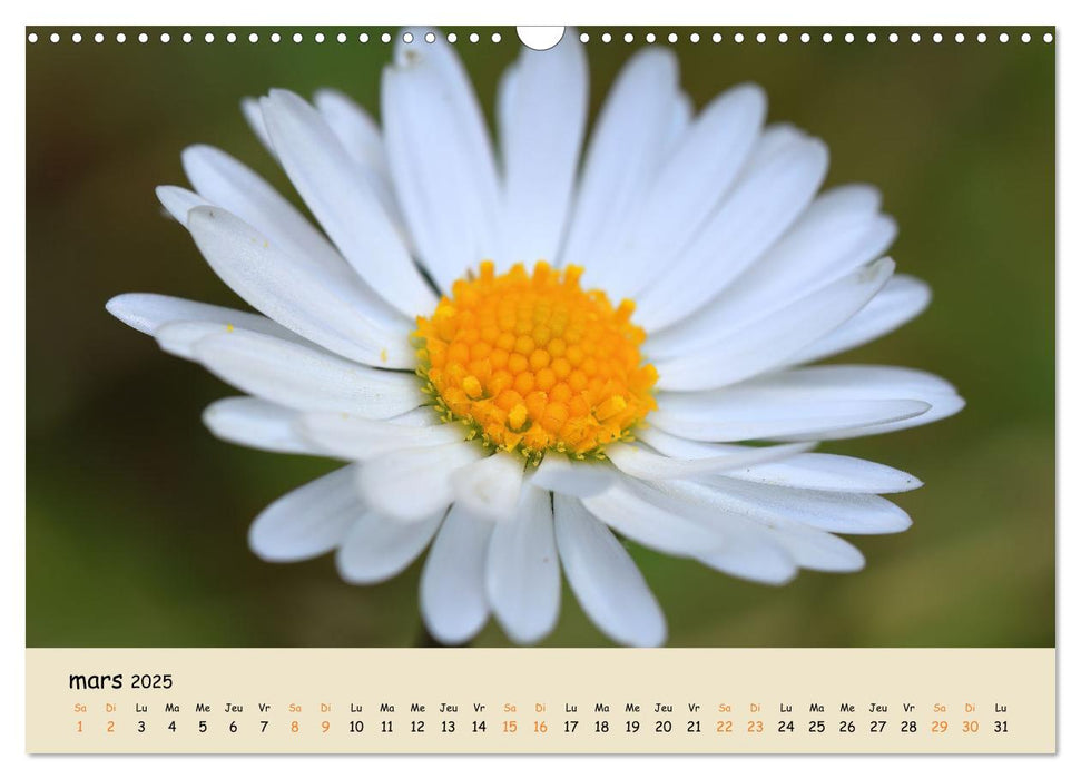 Les spectaculaires fleurs du jardin et d'ailleurs (CALVENDO Calendrier mensuel 2025)