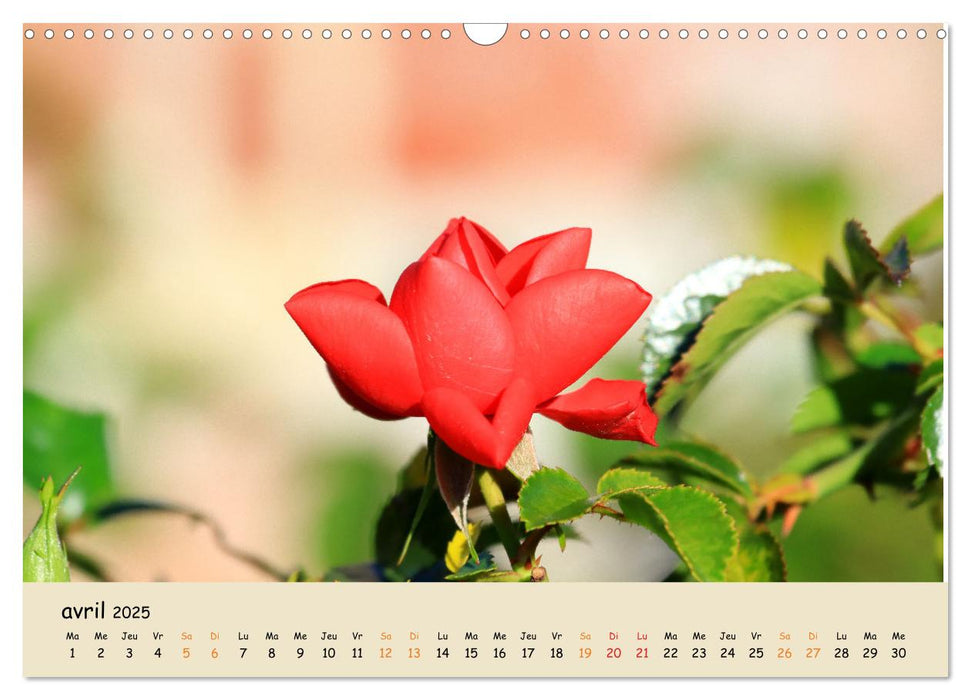 Les spectaculaires fleurs du jardin et d'ailleurs (CALVENDO Calendrier mensuel 2025)