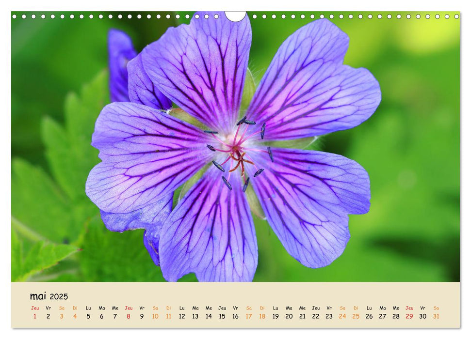 Les spectaculaires fleurs du jardin et d'ailleurs (CALVENDO Calendrier mensuel 2025)