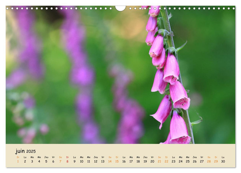 Les spectaculaires fleurs du jardin et d'ailleurs (CALVENDO Calendrier mensuel 2025)