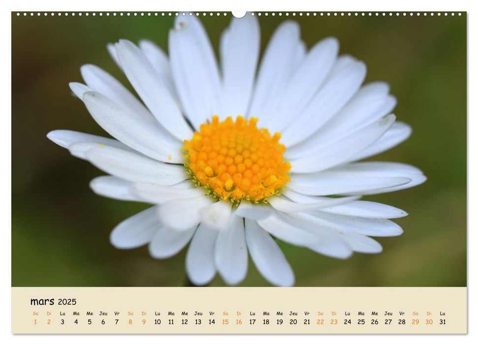 Les spectaculaires fleurs du jardin et d'ailleurs (CALVENDO Calendrier supérieur 2025)