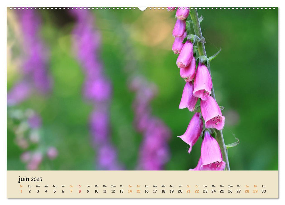 Les spectaculaires fleurs du jardin et d'ailleurs (CALVENDO Calendrier supérieur 2025)