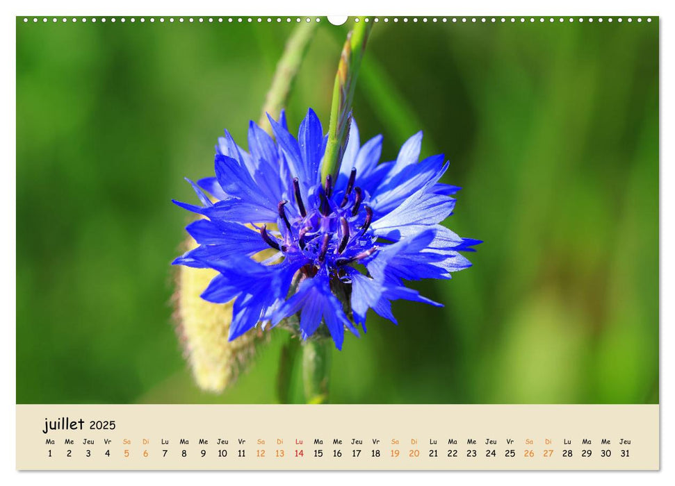 Les spectaculaires fleurs du jardin et d'ailleurs (CALVENDO Calendrier supérieur 2025)