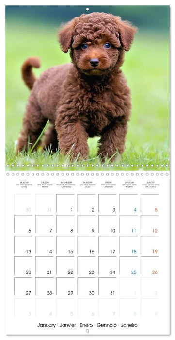 Portraits de petits chiens (CALVENDO Calendrier mensuel 2025)