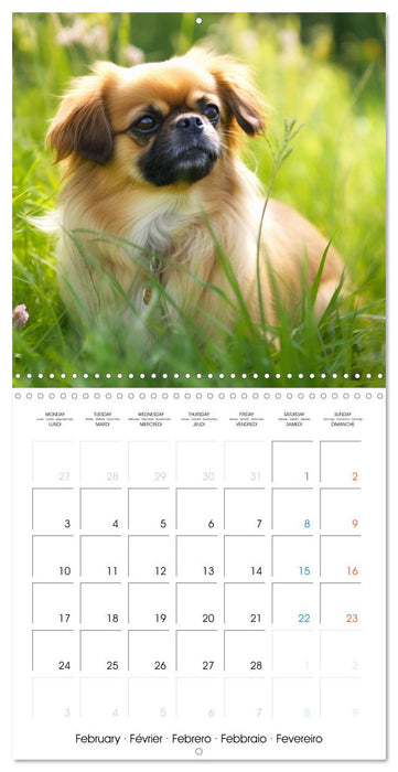 Portraits de petits chiens (CALVENDO Calendrier mensuel 2025)