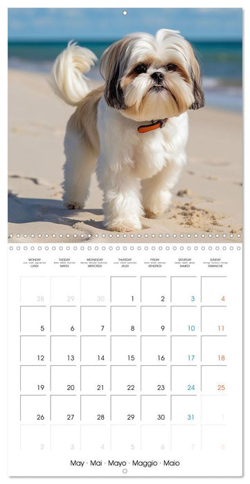 Portraits de petits chiens (CALVENDO Calendrier mensuel 2025)