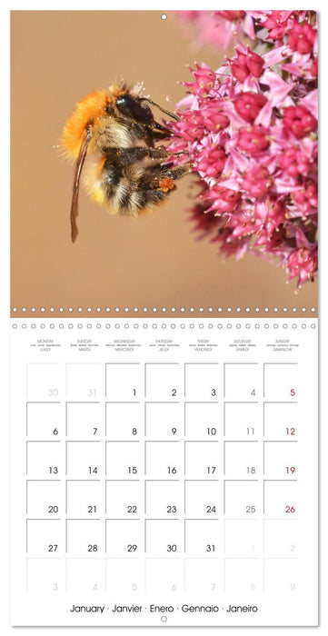 Nos amis, les insectes butineurs (CALVENDO Calendrier mensuel 2025)