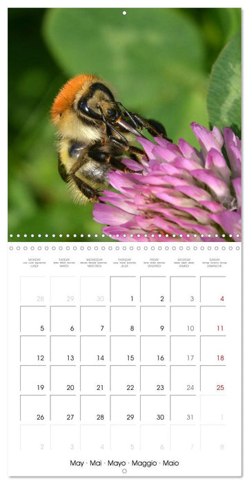 Nos amis, les insectes butineurs (CALVENDO Calendrier mensuel 2025)