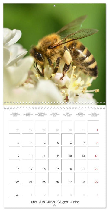 Nos amis, les insectes butineurs (CALVENDO Calendrier mensuel 2025)