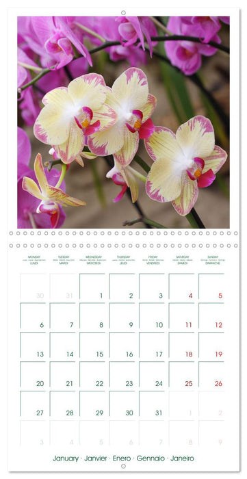 Orchidées fantastiques (CALVENDO Calendrier mensuel 2025)