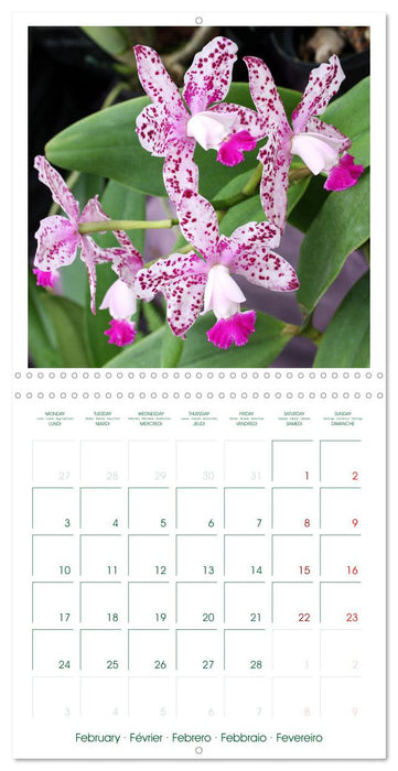 Orchidées fantastiques (CALVENDO Calendrier mensuel 2025)