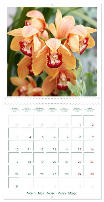 Orchidées fantastiques (CALVENDO Calendrier mensuel 2025)