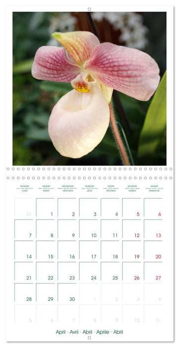 Orchidées fantastiques (CALVENDO Calendrier mensuel 2025)