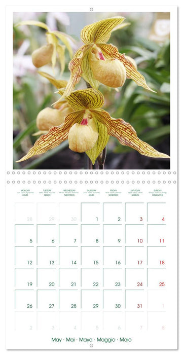 Orchidées fantastiques (CALVENDO Calendrier mensuel 2025)