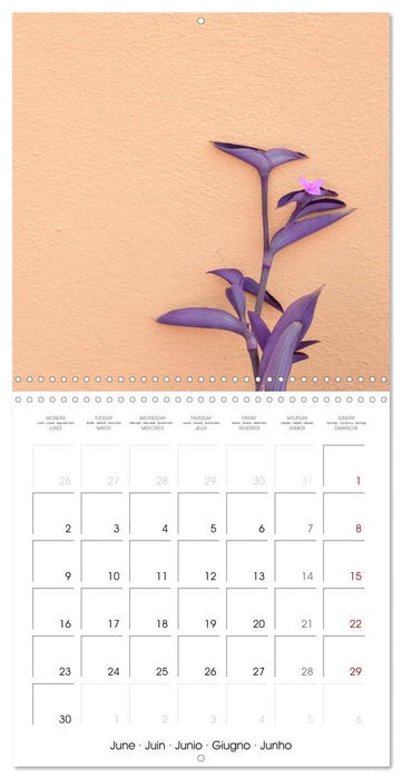 Leaves and flowers of Burano (CALVENDO Monthly Calendar 2025)