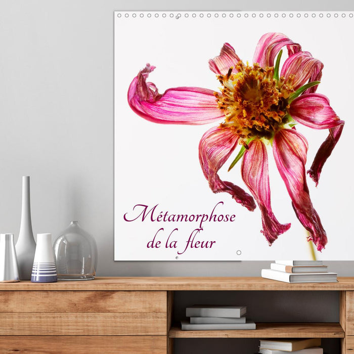 Métamorphose de la fleur (CALVENDO Calendrier mensuel 2025)