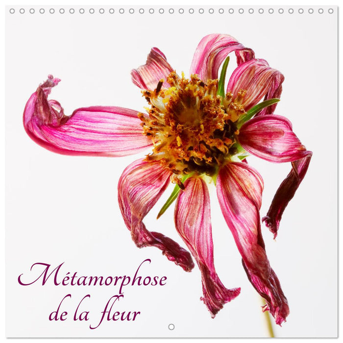 Métamorphose de la fleur (CALVENDO Calendrier mensuel 2025)