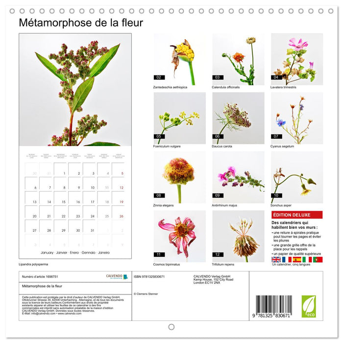 Métamorphose de la fleur (CALVENDO Calendrier mensuel 2025)