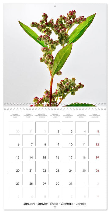 Métamorphose de la fleur (CALVENDO Calendrier mensuel 2025)