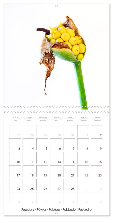 Métamorphose de la fleur (CALVENDO Calendrier mensuel 2025)