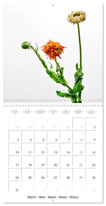 Métamorphose de la fleur (CALVENDO Calendrier mensuel 2025)