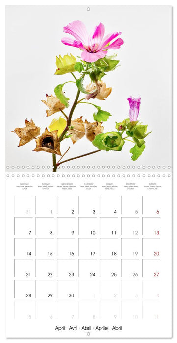 Métamorphose de la fleur (CALVENDO Calendrier mensuel 2025)