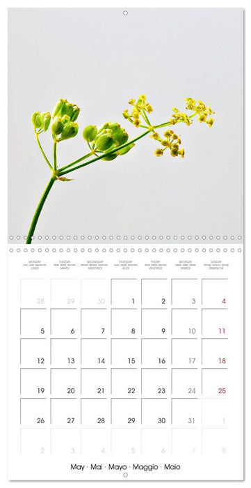 Métamorphose de la fleur (CALVENDO Calendrier mensuel 2025)