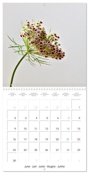 Métamorphose de la fleur (CALVENDO Calendrier mensuel 2025)