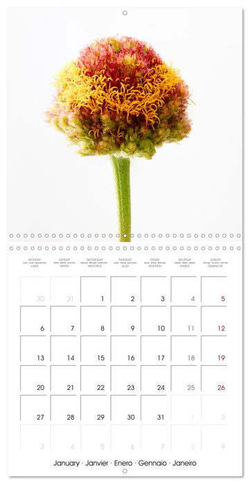 Flower metamorphoses (CALVENDO Monthly Calendar 2025)