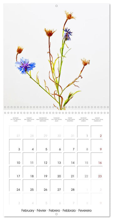 Flower metamorphoses (CALVENDO Monthly Calendar 2025)