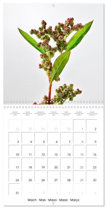 Flower metamorphoses (CALVENDO Monthly Calendar 2025)