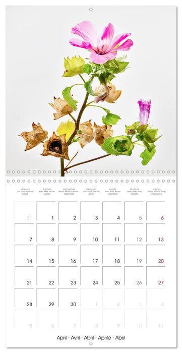 Flower metamorphoses (CALVENDO Monthly Calendar 2025)