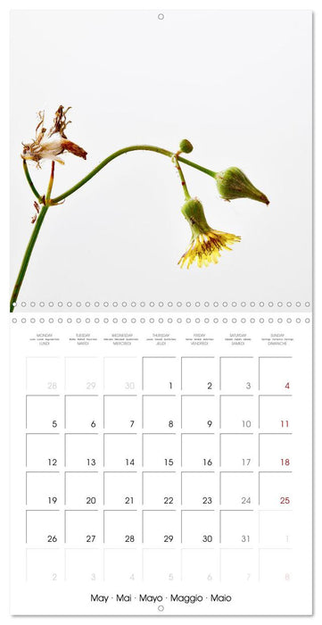 Flower metamorphoses (CALVENDO Monthly Calendar 2025)