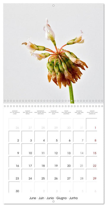 Flower metamorphoses (CALVENDO Monthly Calendar 2025)