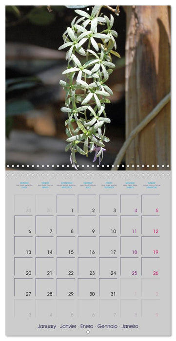 Mexican Garden Flowers - Chiapas (CALVENDO Monthly Calendar 2025)