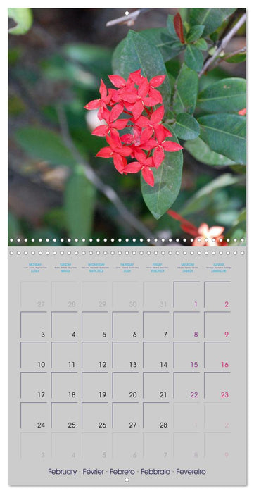 Mexican Garden Flowers - Chiapas (CALVENDO Monthly Calendar 2025)