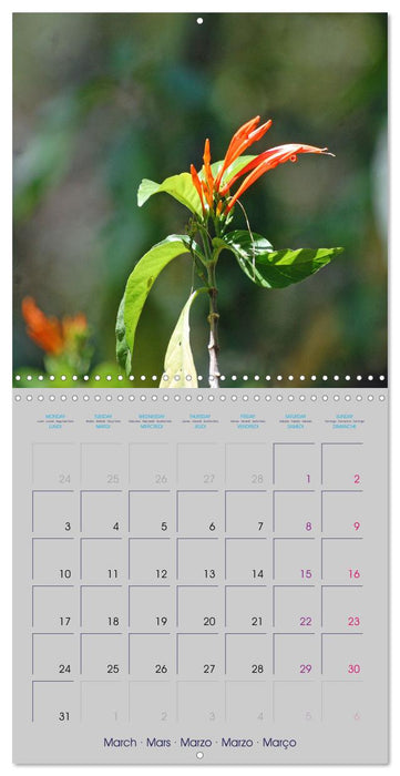 Mexican Garden Flowers - Chiapas (CALVENDO Monthly Calendar 2025)