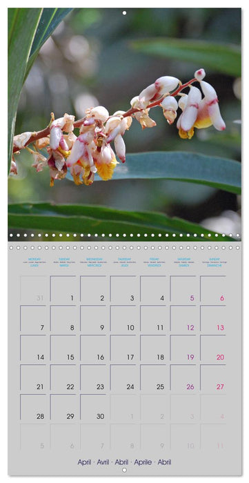 Mexican Garden Flowers - Chiapas (CALVENDO Monthly Calendar 2025)