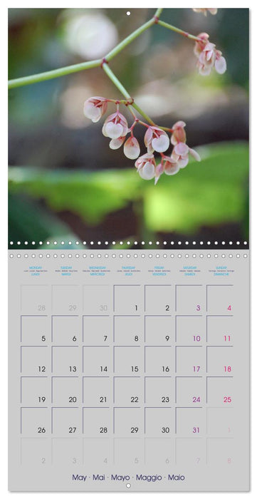 Mexican Garden Flowers - Chiapas (CALVENDO Monthly Calendar 2025)