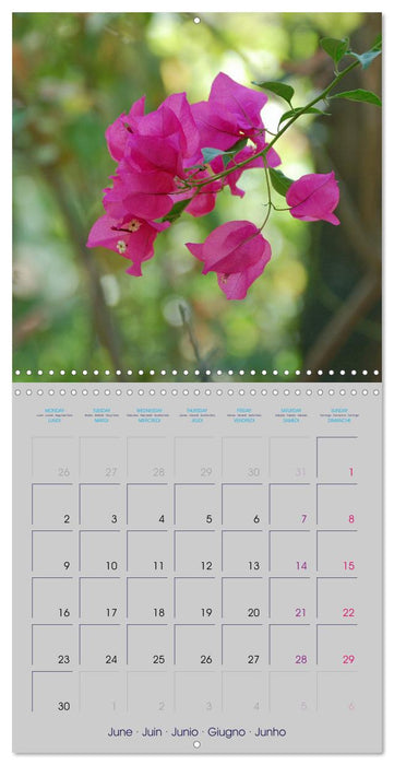 Mexican Garden Flowers - Chiapas (CALVENDO Monthly Calendar 2025)