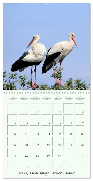 La parade des plumes (CALVENDO Calendrier mensuel 2025)