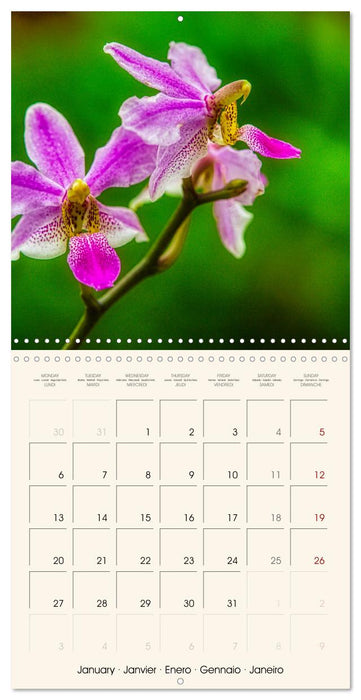 Phalaenopsis, la reine des Orchidées (CALVENDO Calendrier mensuel 2025)