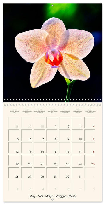 Phalaenopsis, la reine des Orchidées (CALVENDO Calendrier mensuel 2025)