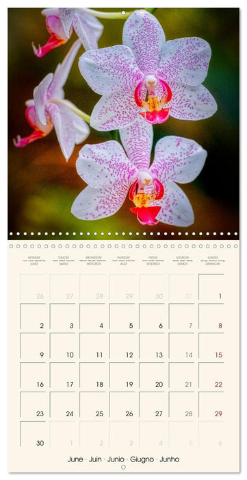 Phalaenopsis, la reine des Orchidées (CALVENDO Calendrier mensuel 2025)