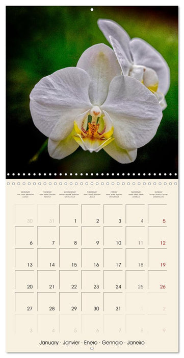 Butterfly orchids in high fidelity (CALVENDO Monthly Calendar 2025)