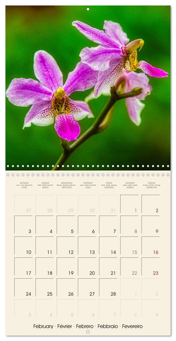 Butterfly orchids in high fidelity (CALVENDO Monthly Calendar 2025)