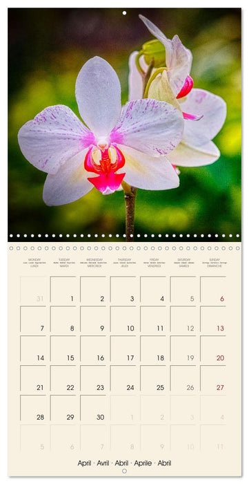 Butterfly orchids in high fidelity (CALVENDO Monthly Calendar 2025)