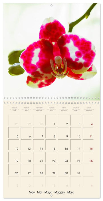 Butterfly orchids in high fidelity (CALVENDO Monthly Calendar 2025)